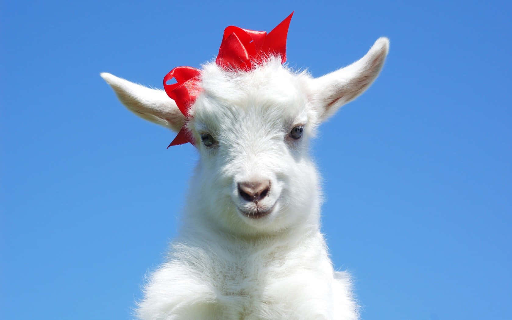 Funny Goat With Red Ribbon Picture