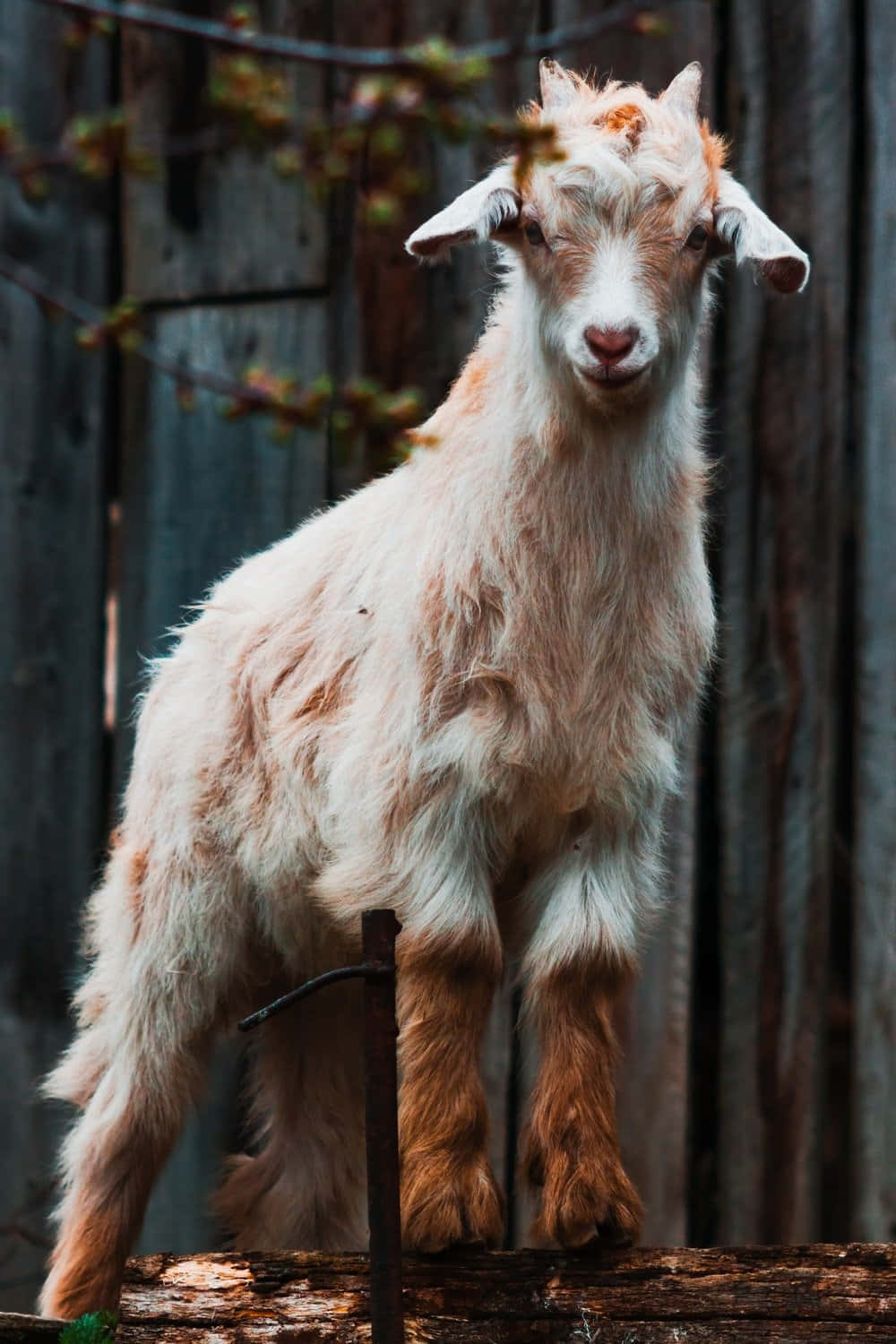 Funny Goat Kid Standing On Log Picture