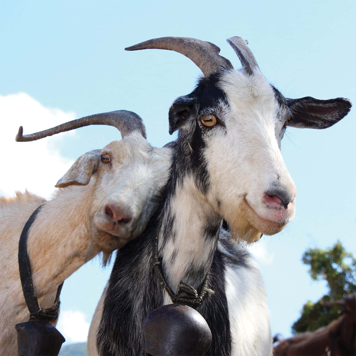 Two Long Horned Funny Goat Picture