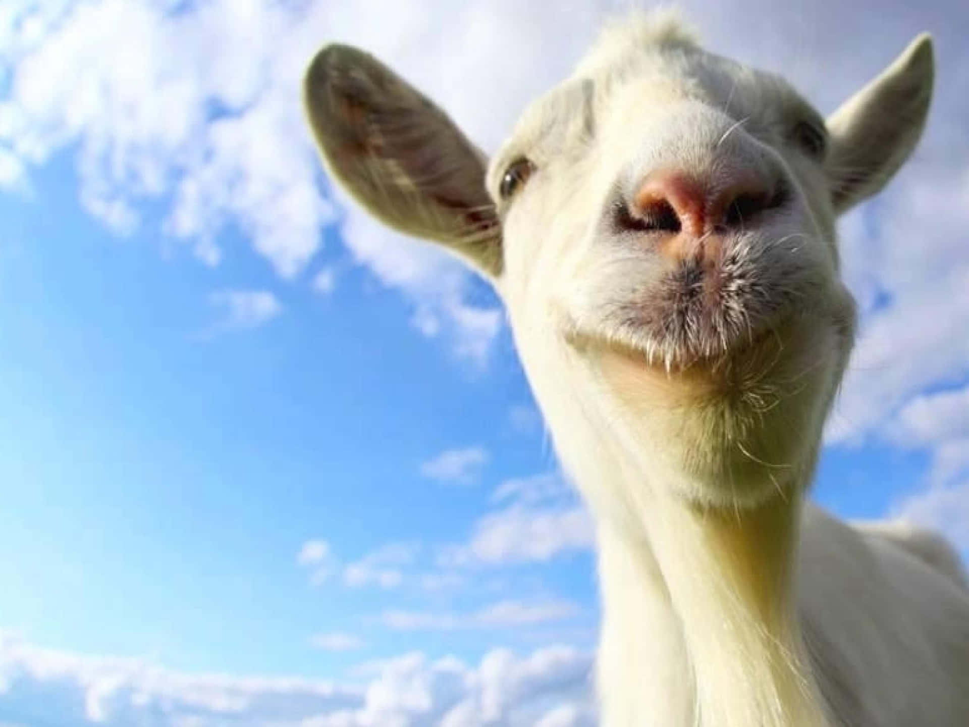Funny Goat Simulator Icon Picture