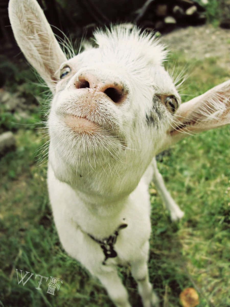 Funny Goat Close Up Picture