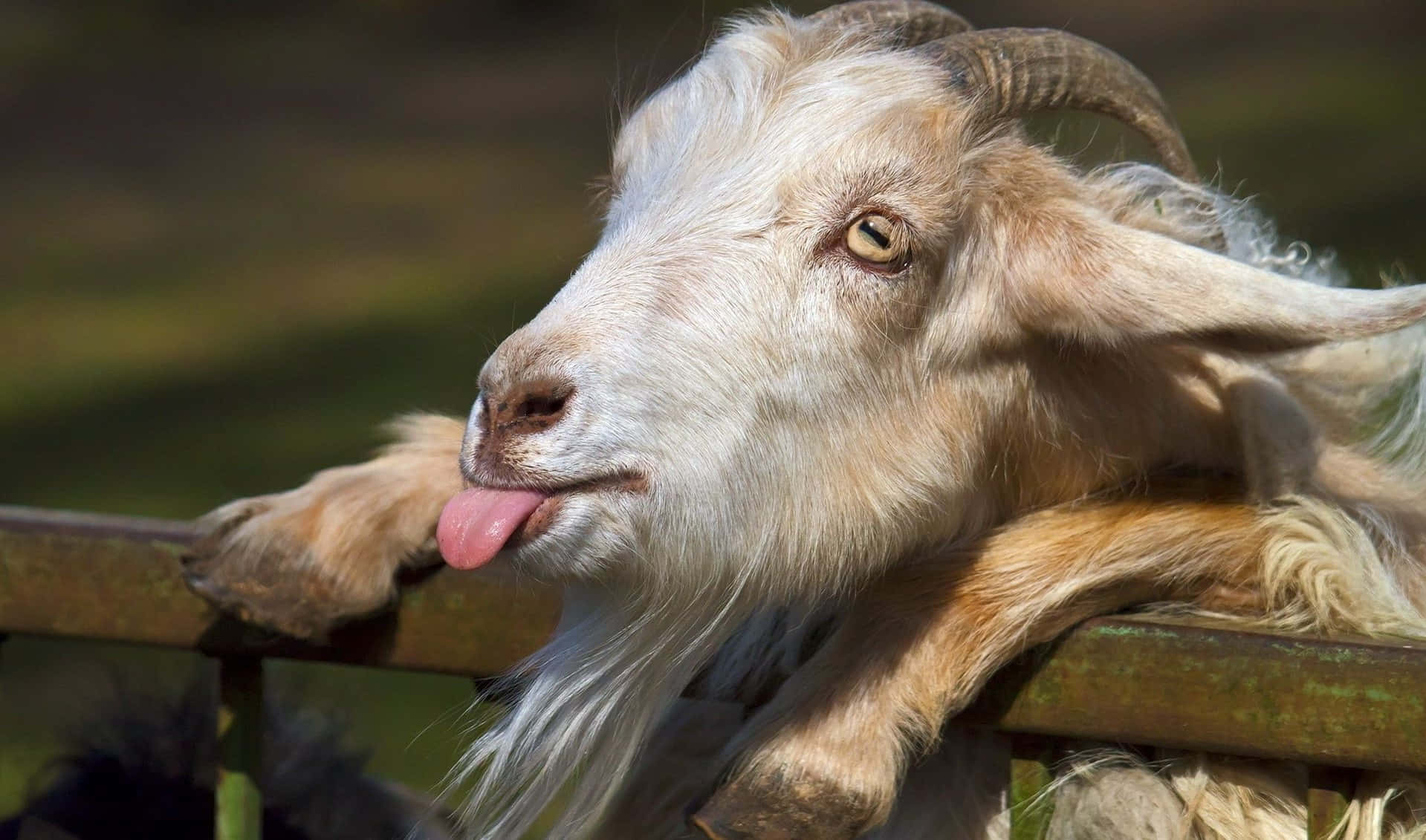 Short Horned Funny Goat Tongue Out Picture