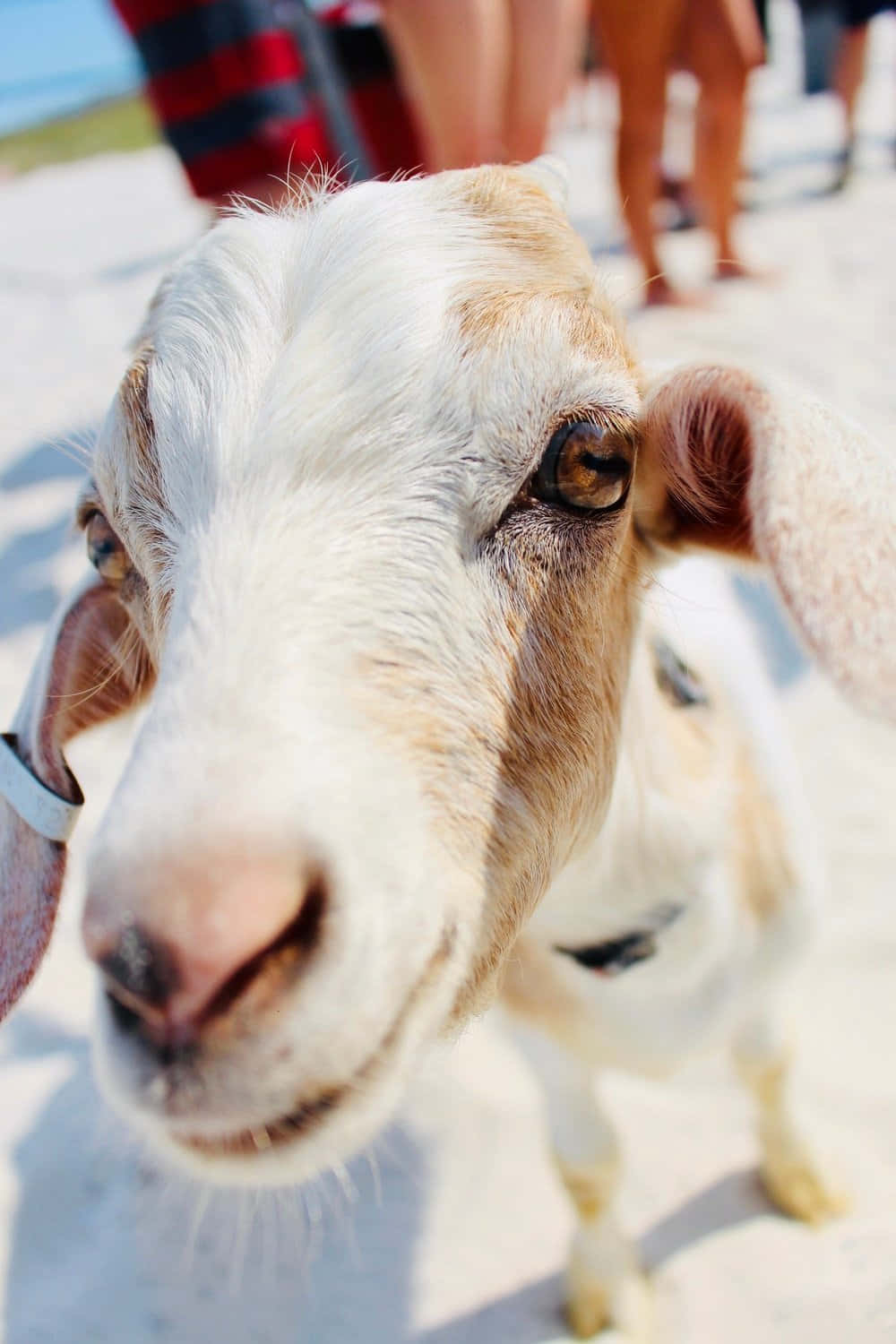 Funny Goat Close Up Bokeh Picture