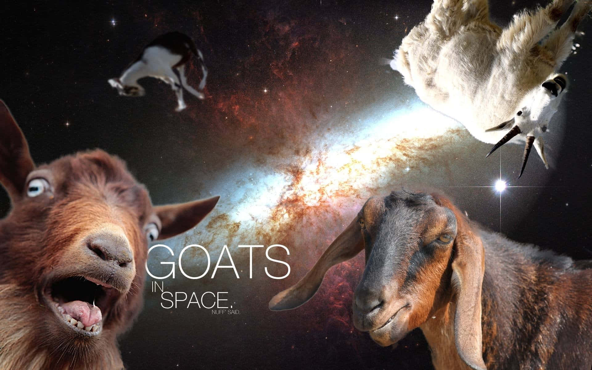 Funny Goat In Space Picture