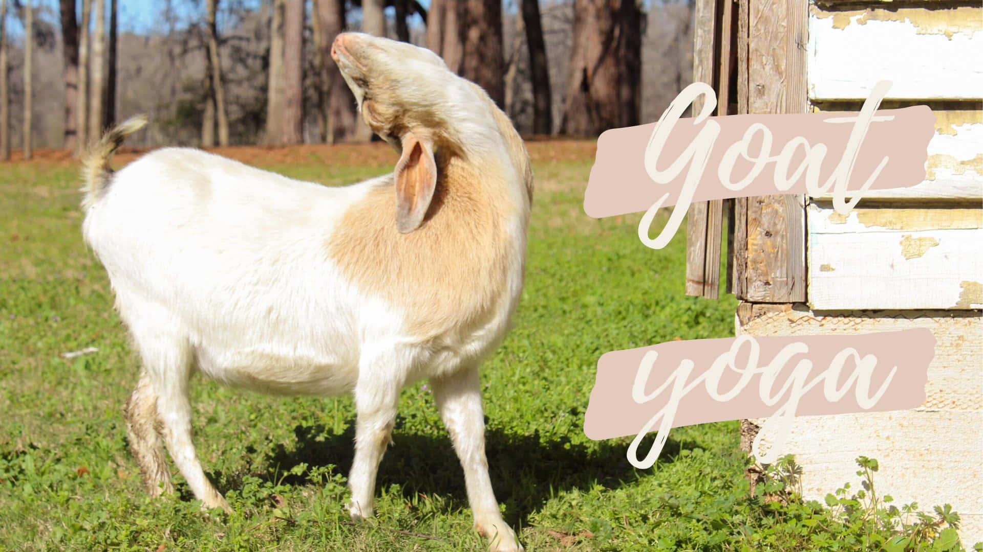 Funny Goat Yoga Pose Picture