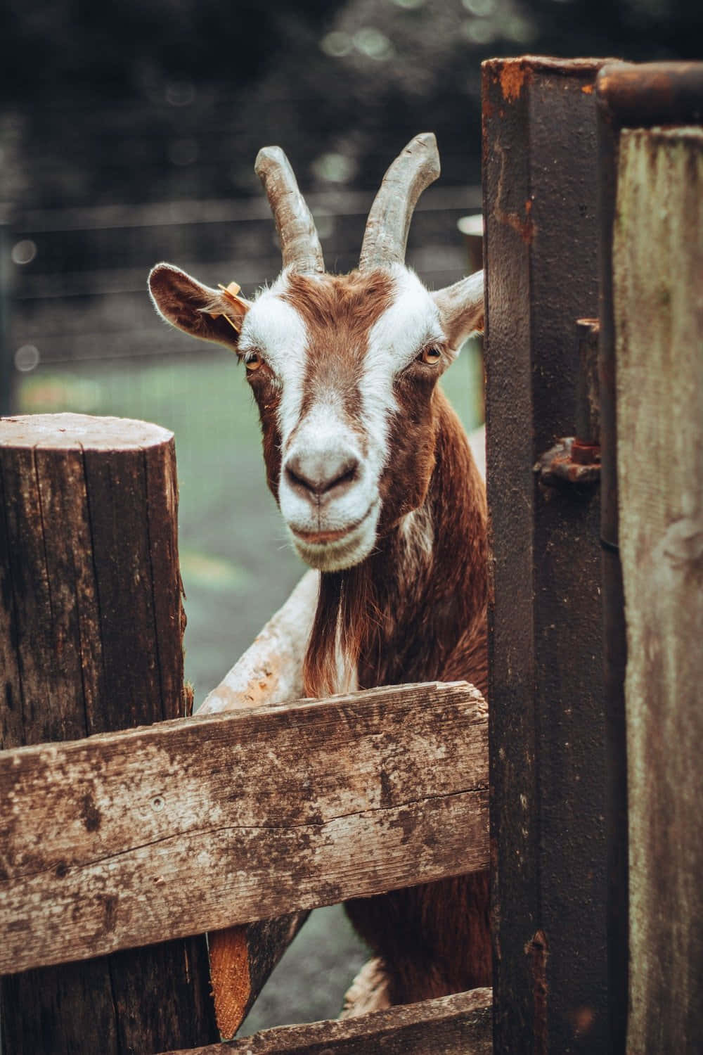 Funny Goat In Wooden Fence Picture