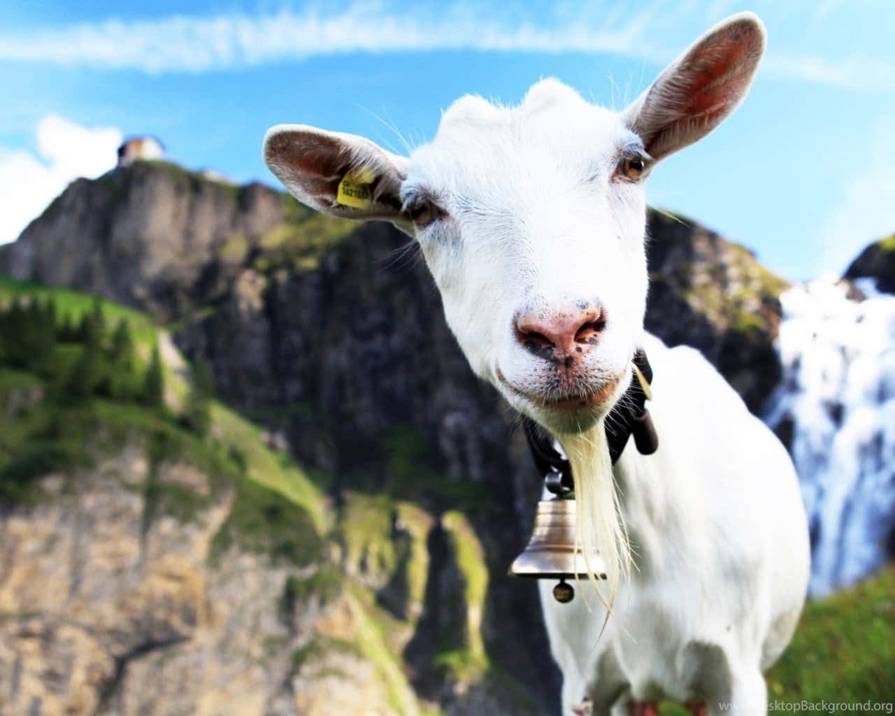 Funny Goat With Bell Picture