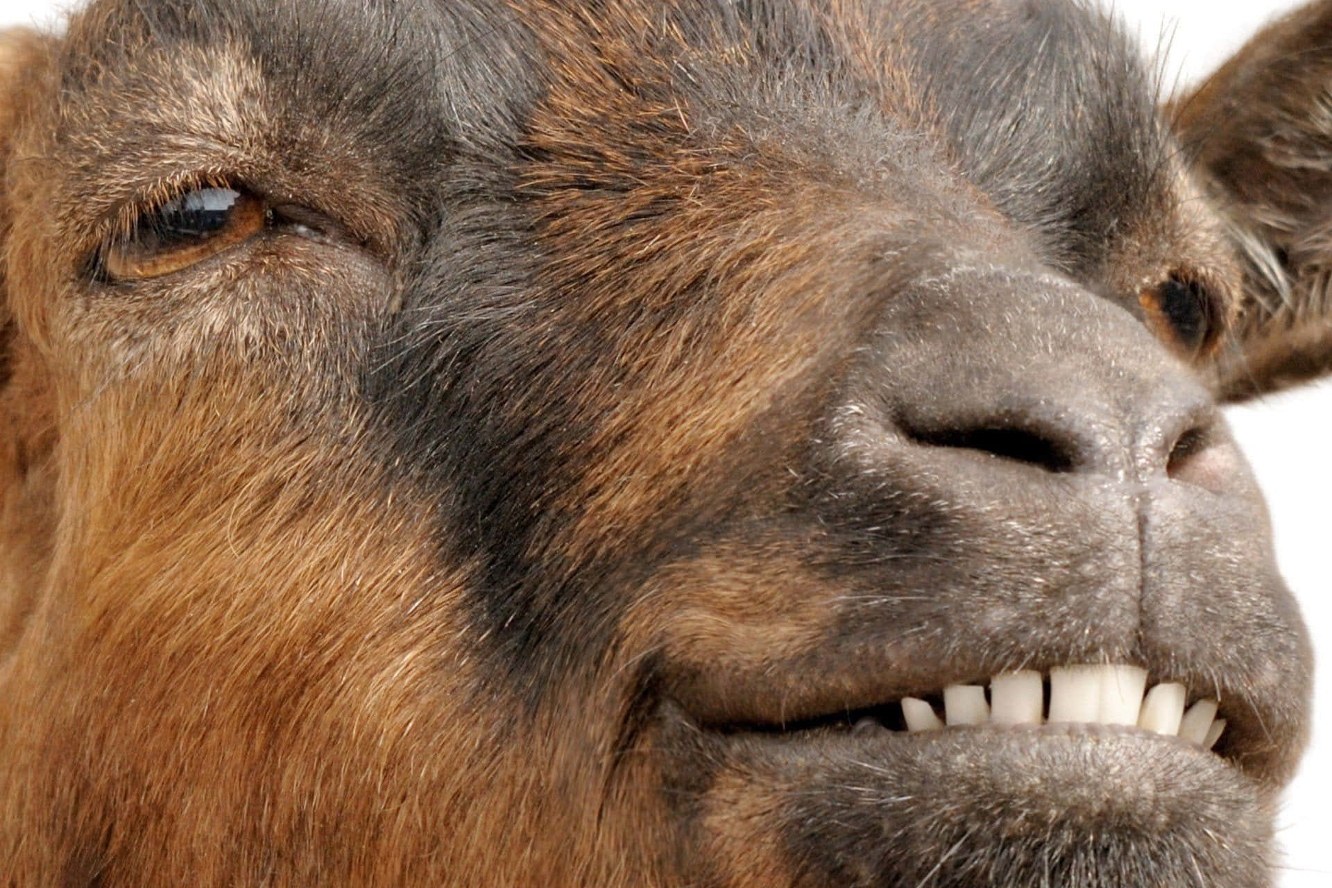 Brown Funny Goat Smiling Picture