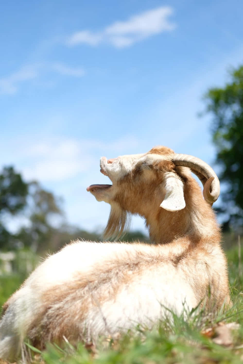 Funny Goat Lying On Grass Picture