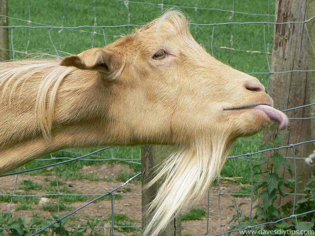 Brown Funny Goat Tongue Out Picture