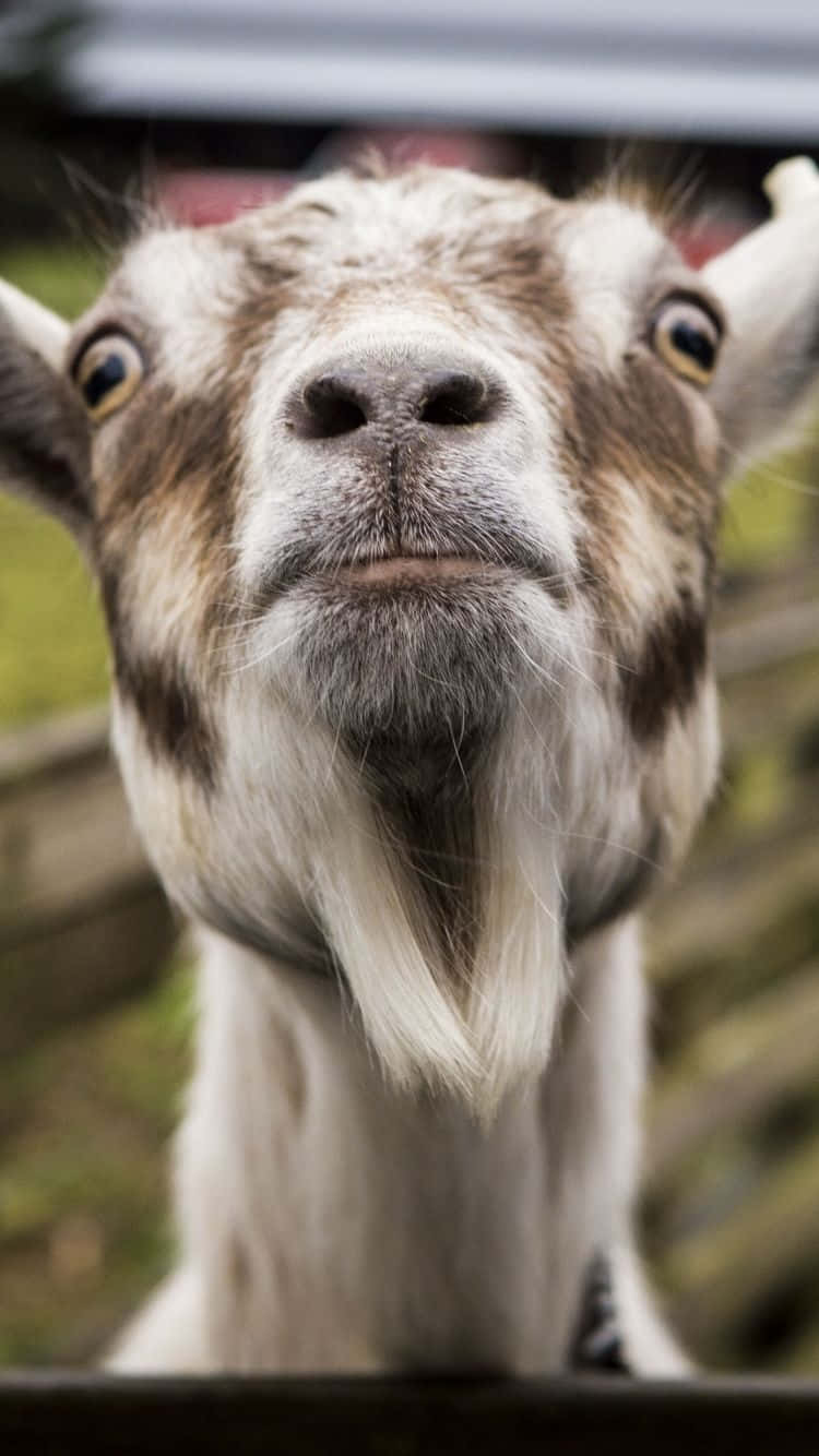 Funny Goat Chin Up Picture