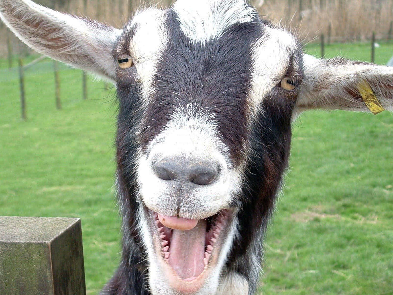 Black And White Funny Goat Laughing Picture