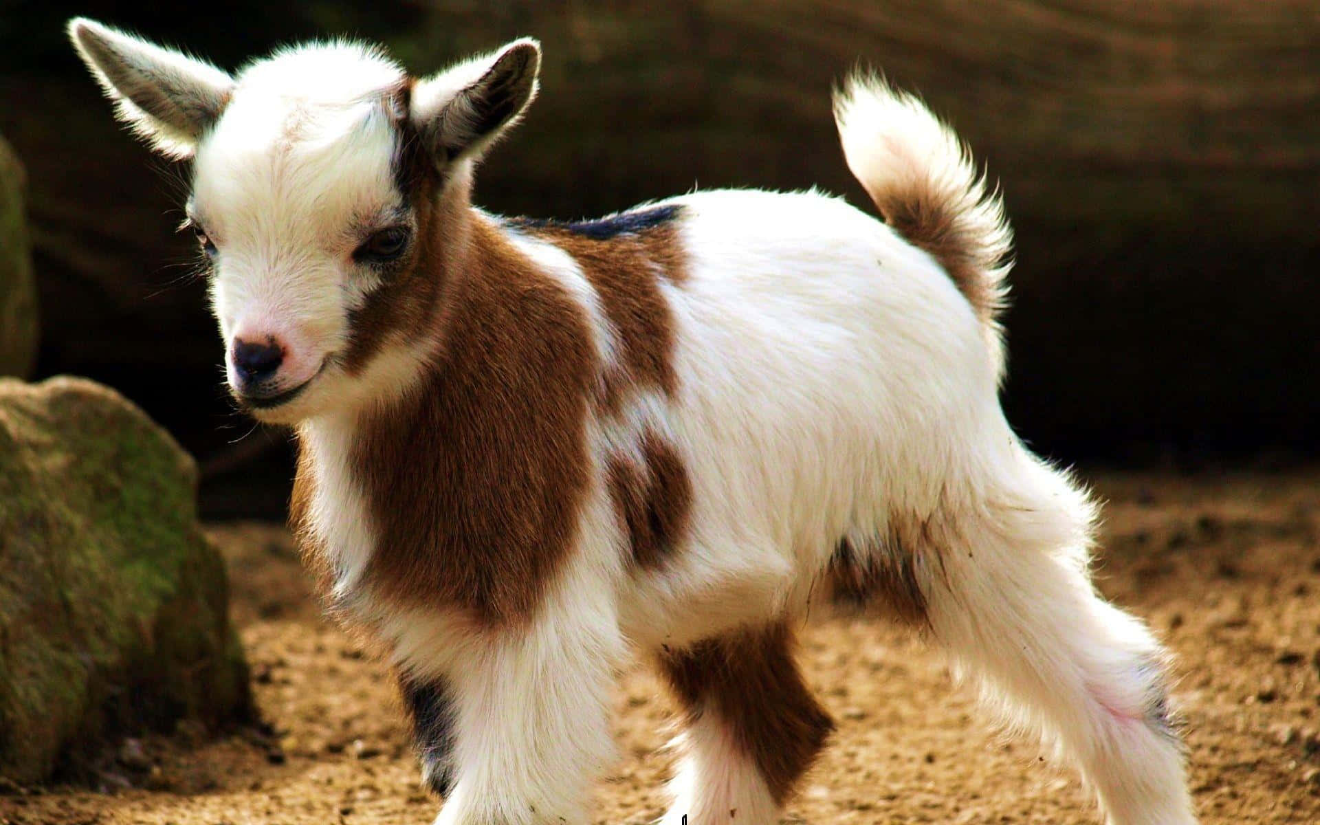 Brown White Funny Goat Kid Picture