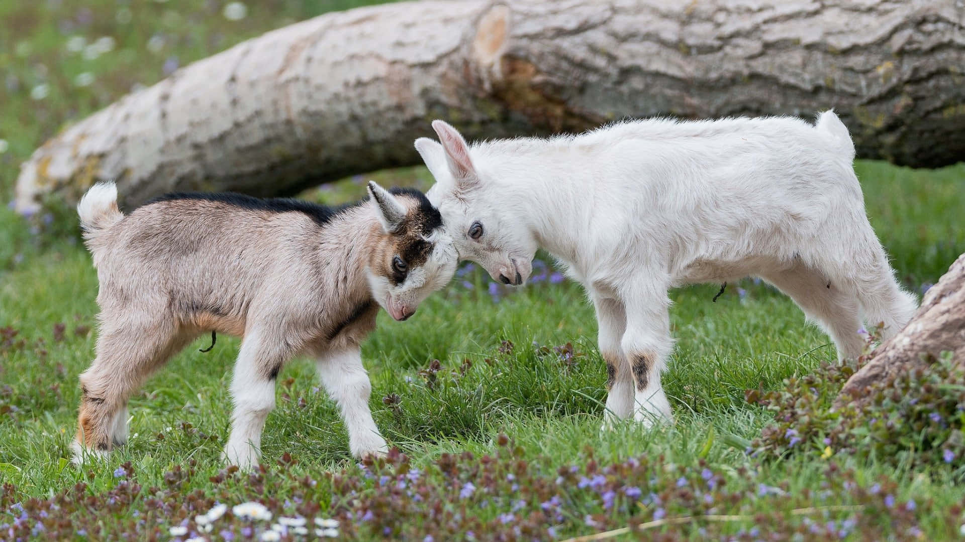Short Funny Goat Fighting Picture