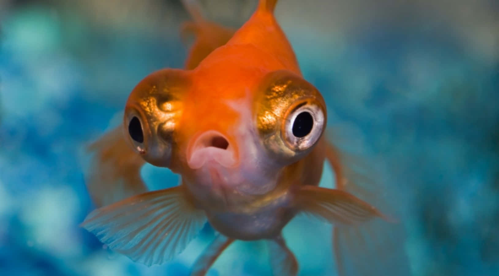Funny Gold Fish Picture