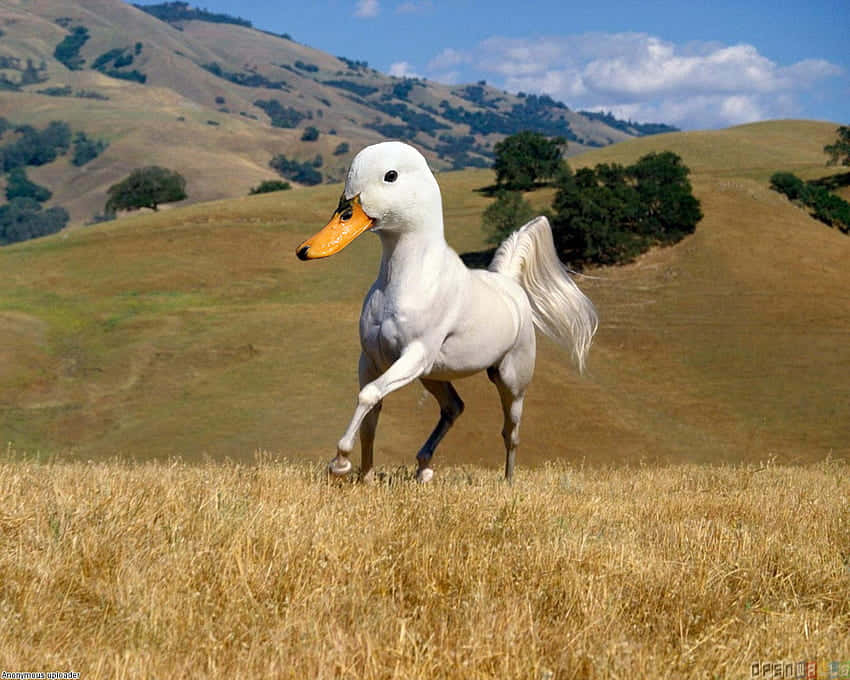Funny Goose Head On Horse Wallpaper