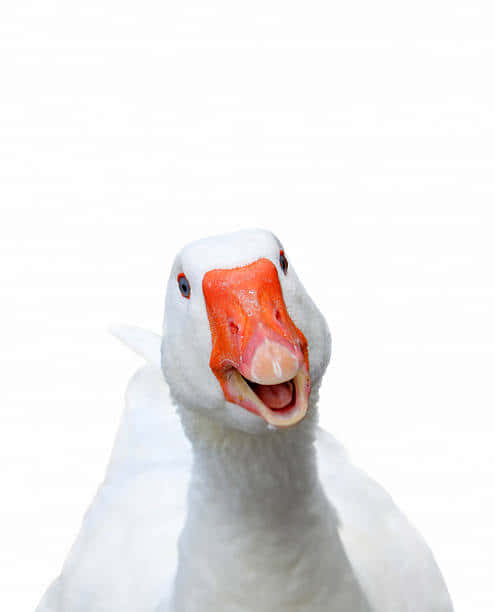 Funny Goose Laughing White Background Wallpaper