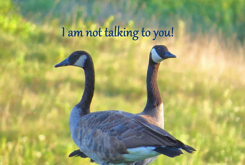 Funny Goose Not Talking To You Wallpaper