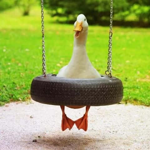 Funny Goose On Tire Swing Wallpaper