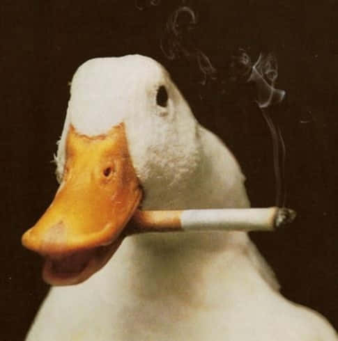 Funny Goose Smoking Cigarette Wallpaper