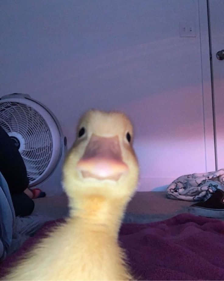 Funny Goose Stares At Camera Wallpaper