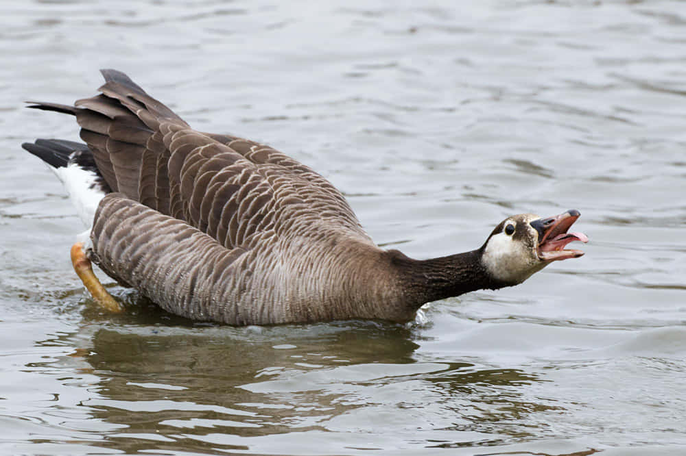 Funny Goose Swimming In Pond Wallpaper