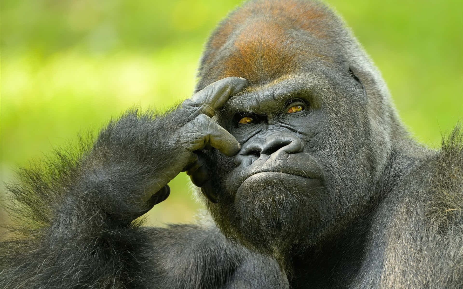 Sjove Gorilla Nysgerrige Kig Billeder som Tapet til Computeren