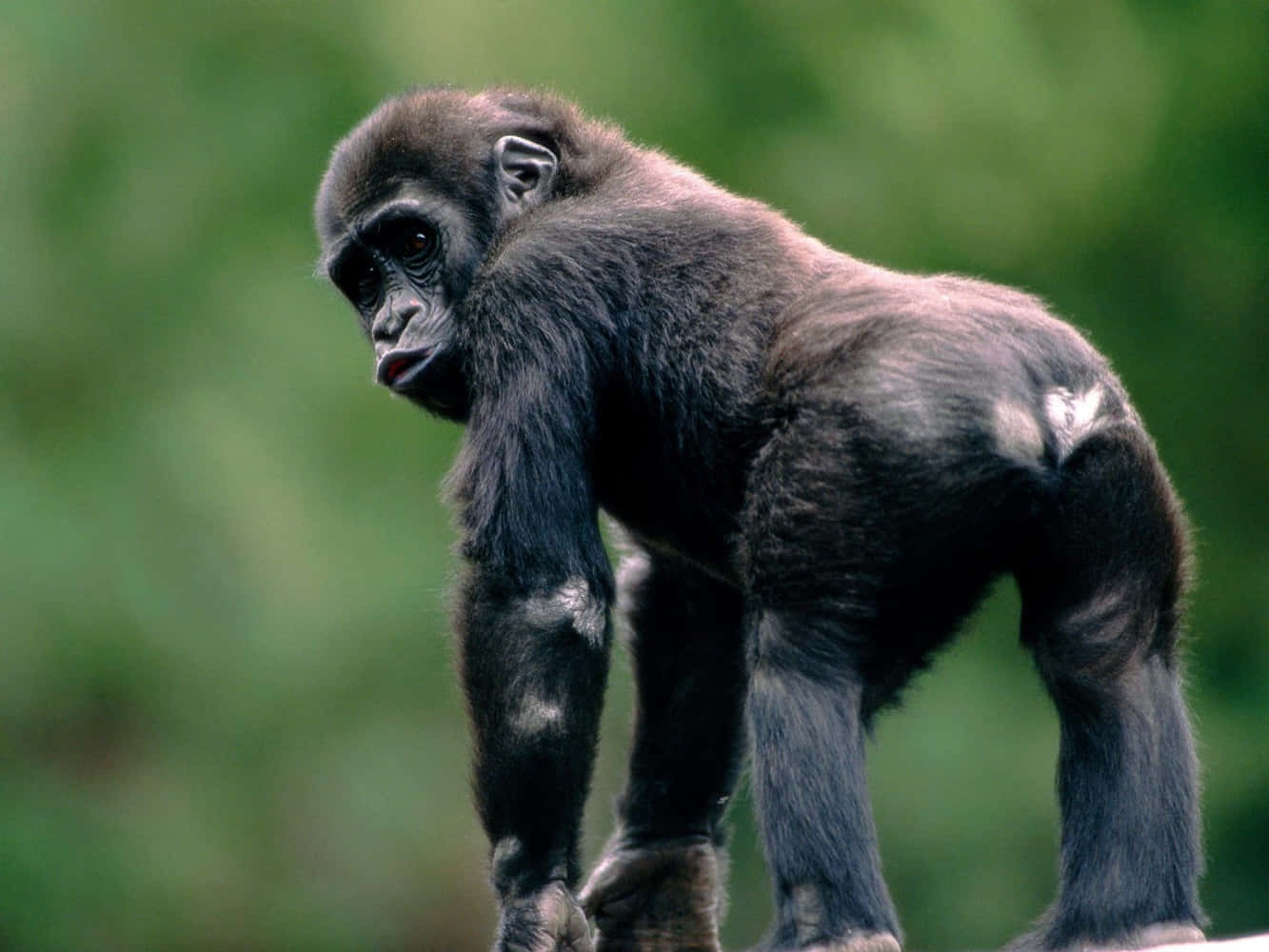 Immaginidivertenti Di Una Gorilla Che Mostra Il Sedere.