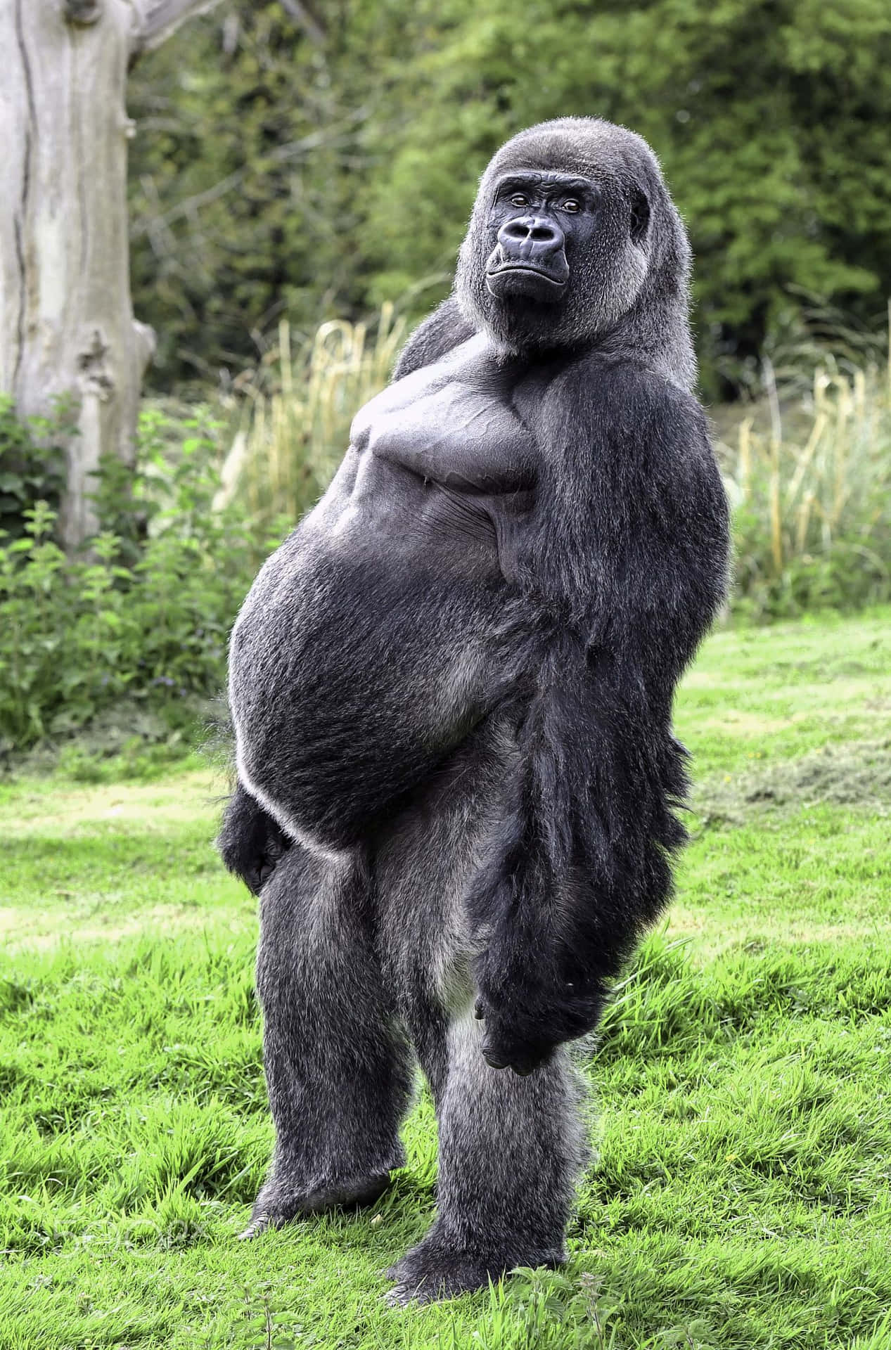 Giant Standing Funny Gorilla Pictures