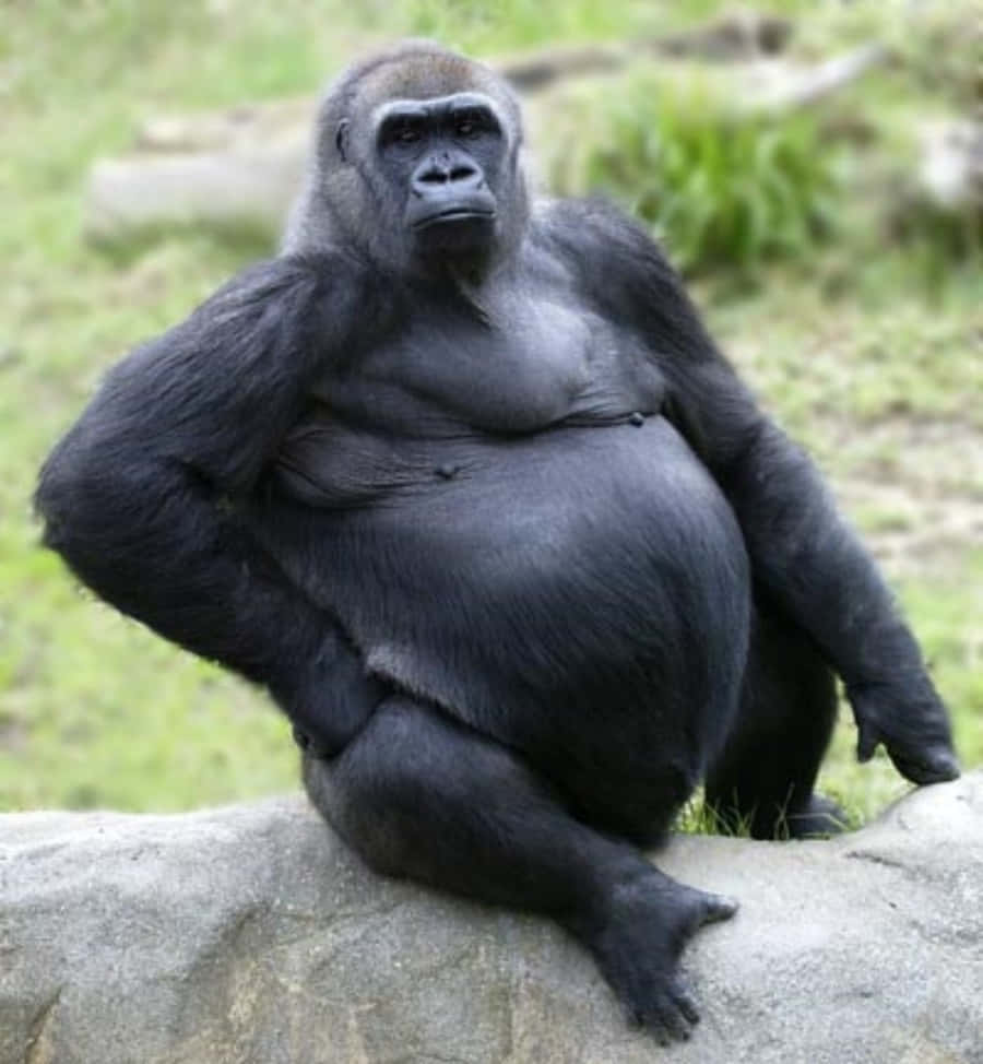 Funny Gorilla Sitting On Rock Pictures