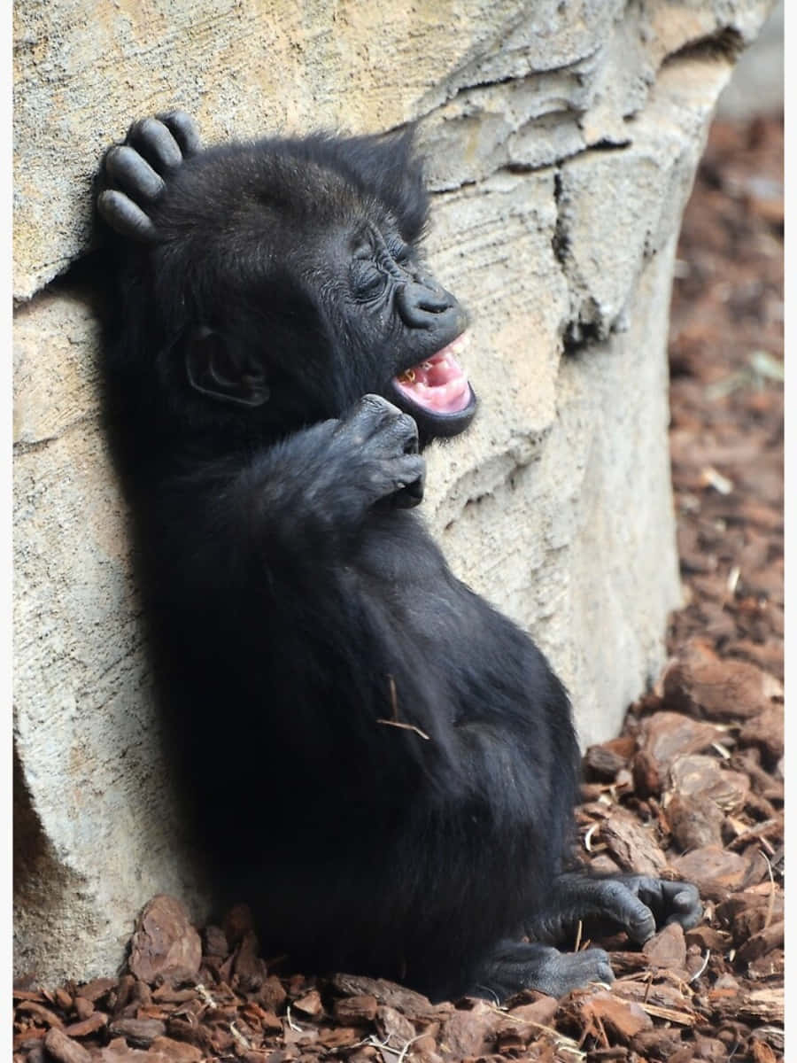 Funny Gorilla Happily Laughing Pictures