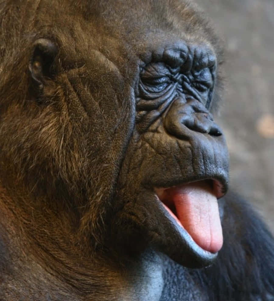 Fotodivertenti Di Gorilla Che Tirano Fuori La Lingua