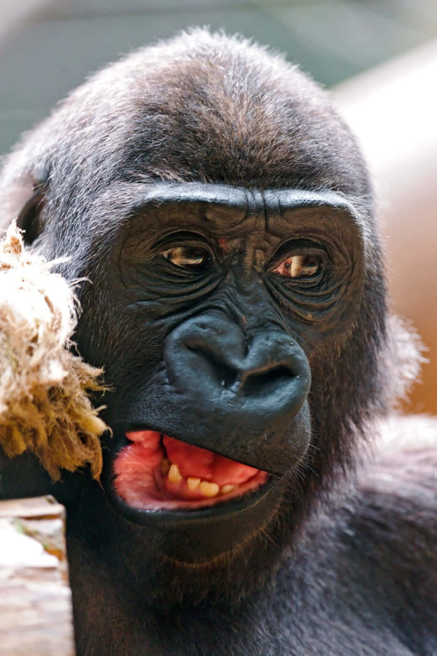 Funny Gorilla Grimace Face Pictures