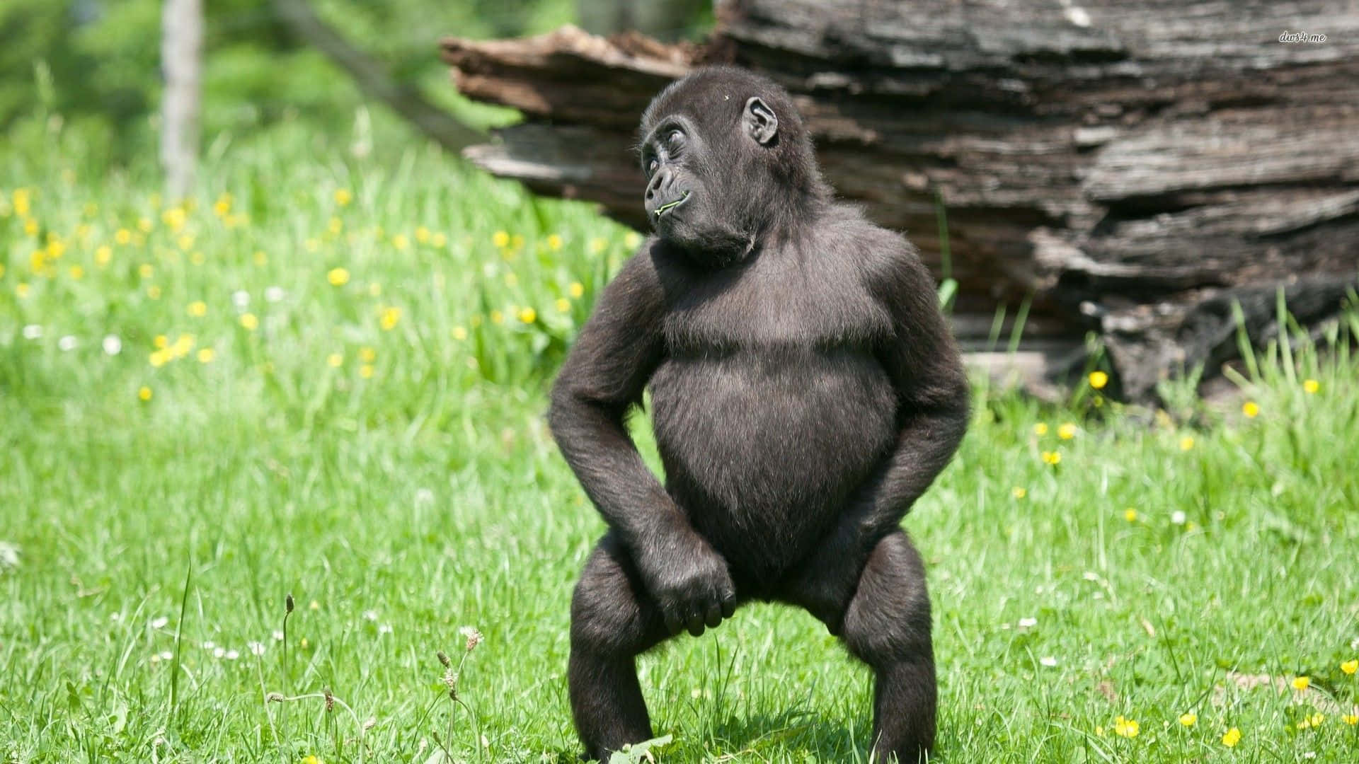 Witzigebilder Eines Süßen Gorillas Beim Stehen