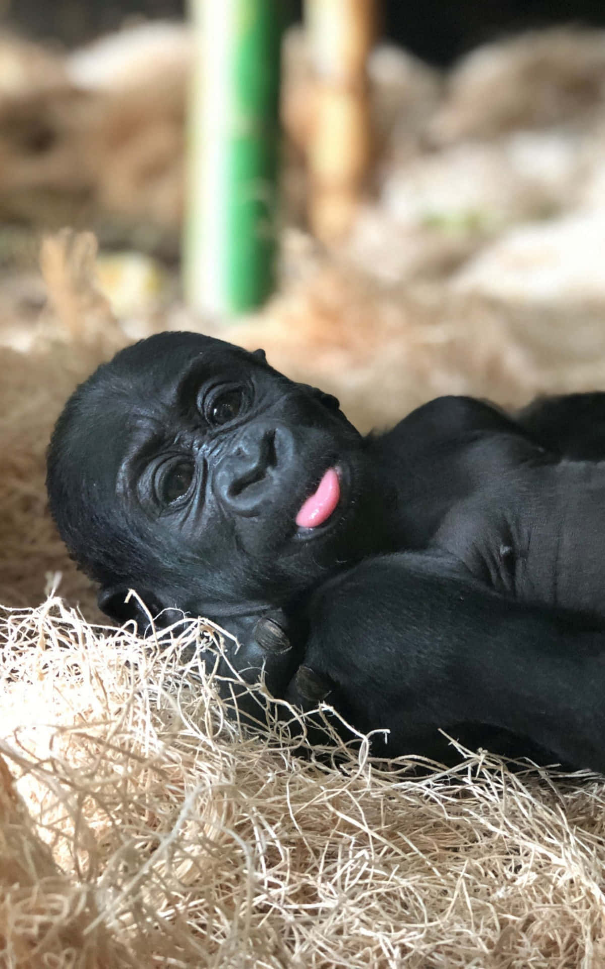 Witzigebilder Von Einem Liegenden Baby-gorilla