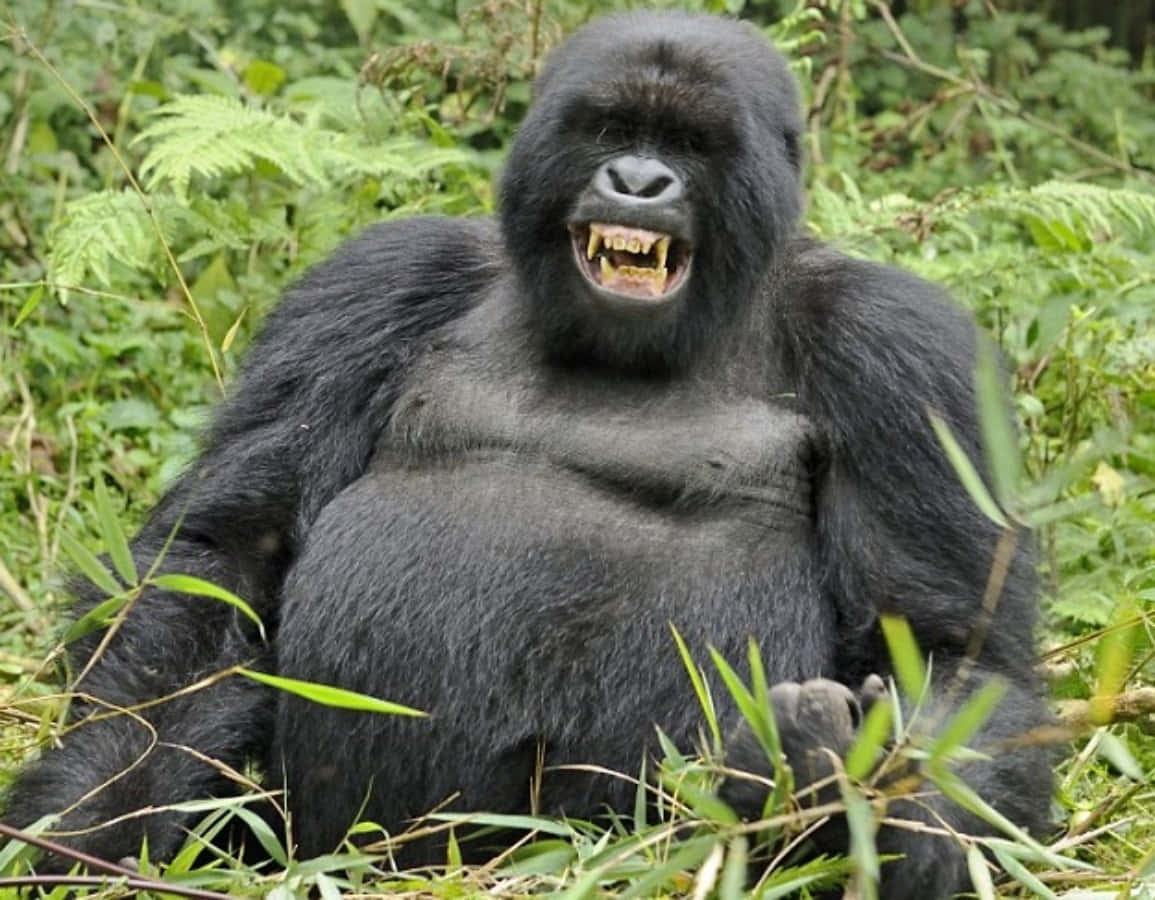 Søde Smilende Sjove Gorilla Billeder til din Skærm!