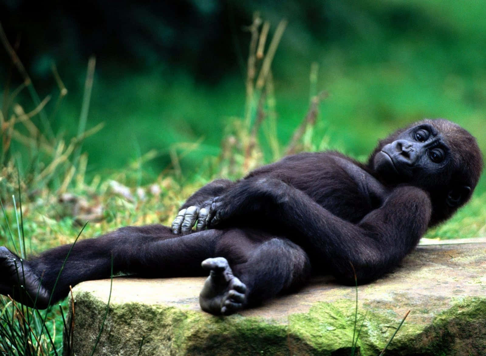 Sjove Gorilla Liggende På Klipper Billeder Tapete