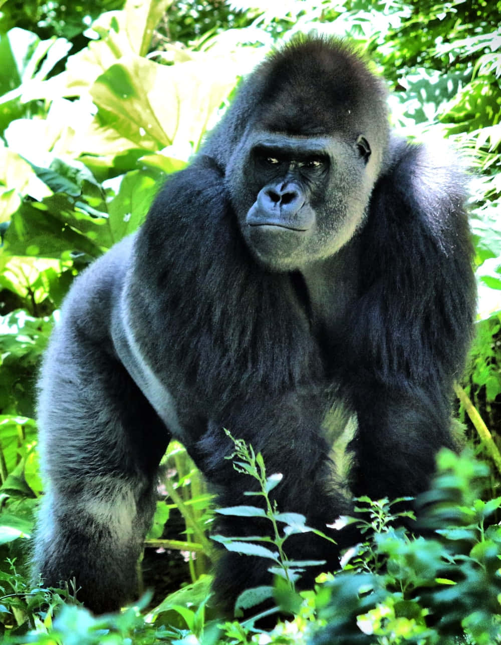 Imágenesdivertidas De Un Gorila En El Bosque