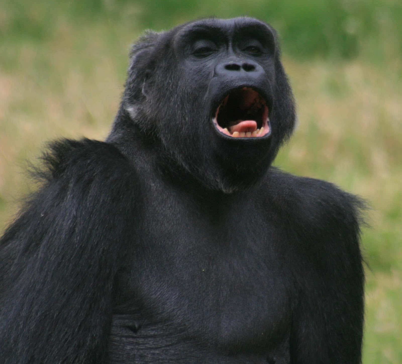 Sjov Gorilla Åben Mund Billeder Tapet