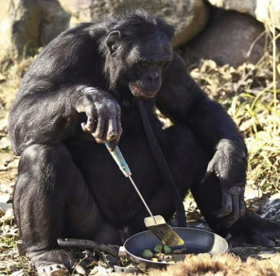 Sitting Funny Gorilla Cooking Pictures