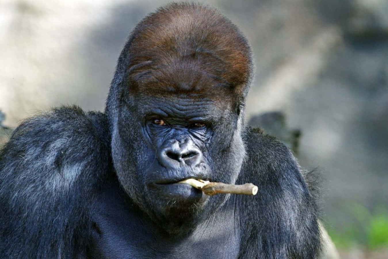 Funny Gorilla Biting Stick Pictures
