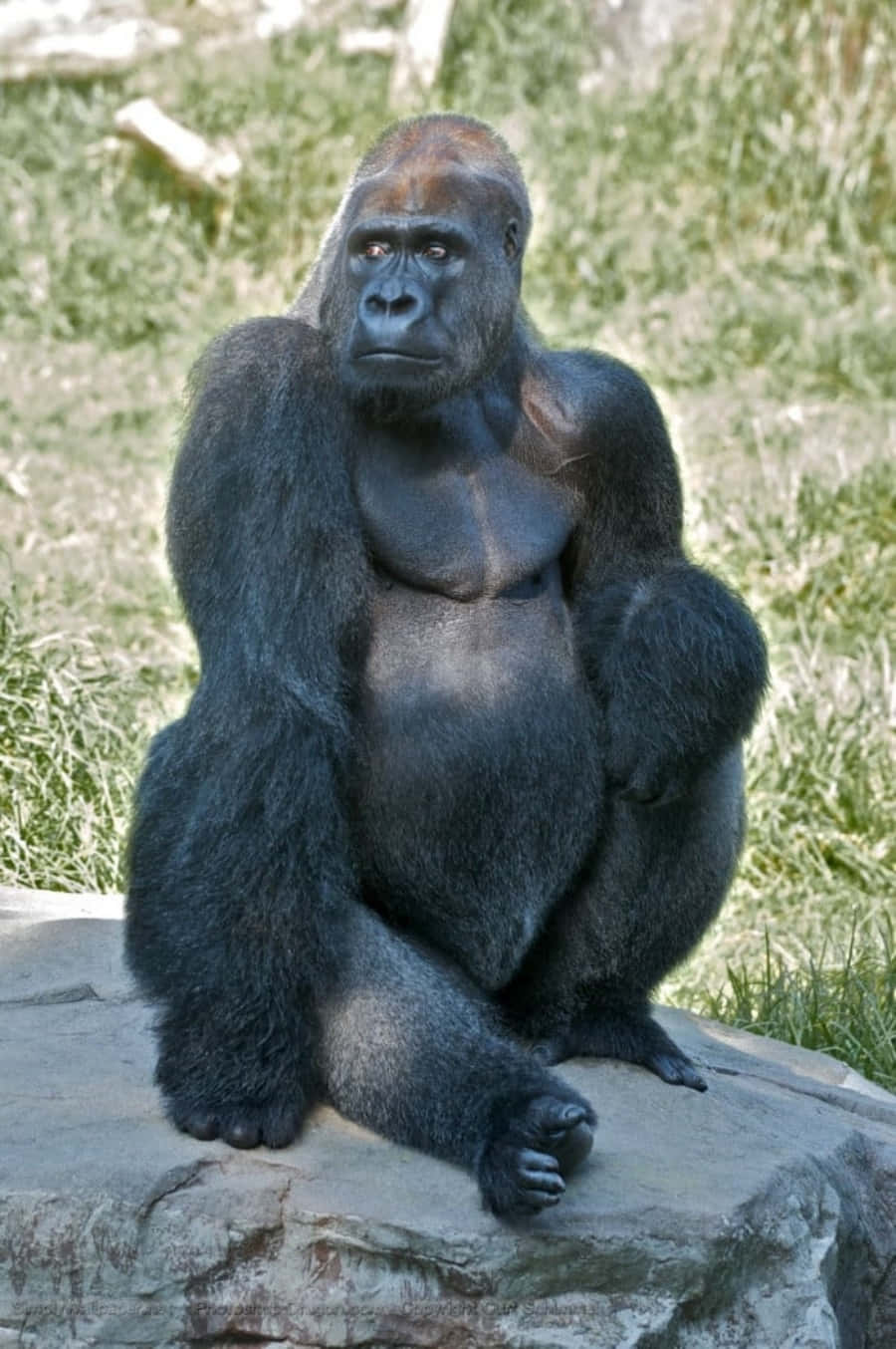 Funny Gorilla Sitting With Serious Face Pictures