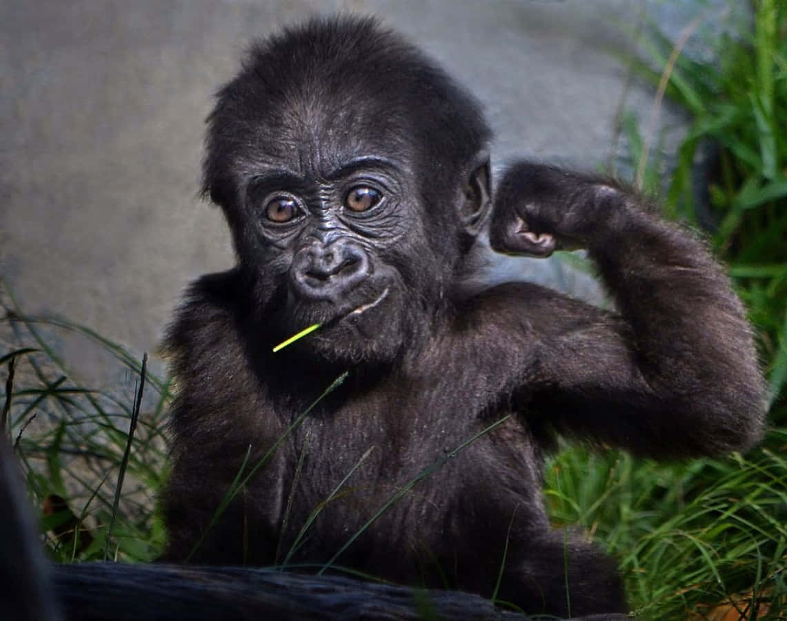 Funny Gorilla Showing Biceps Pictures