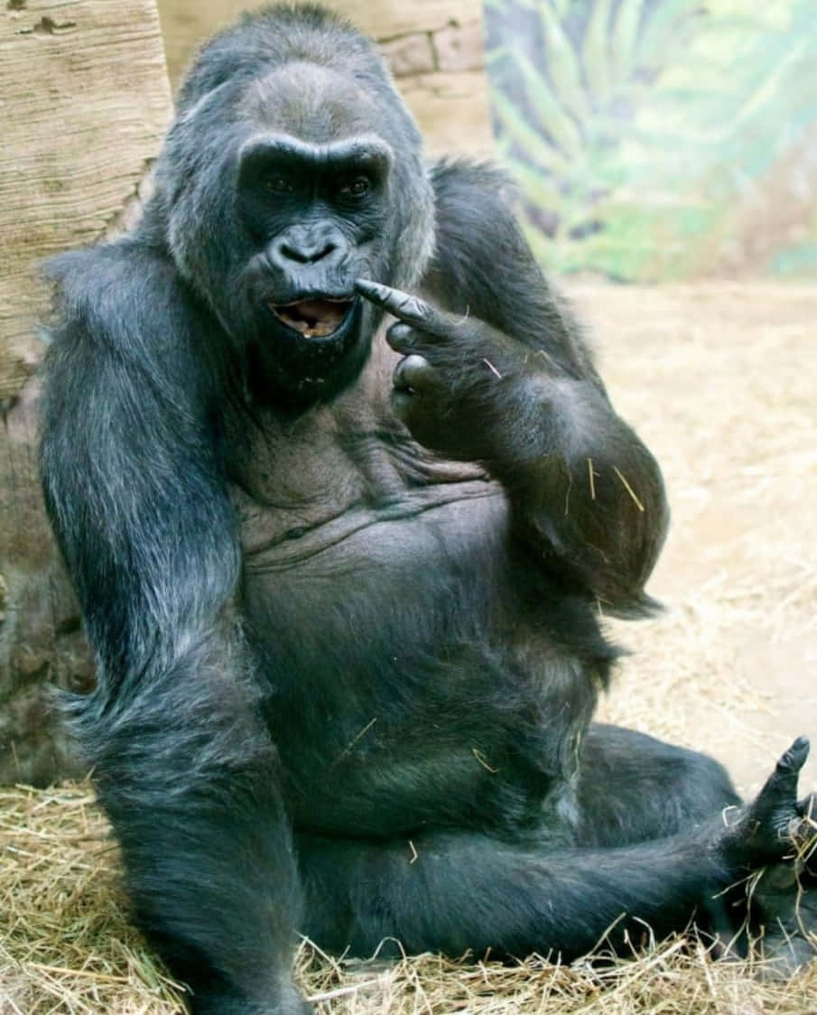 Funny Gorilla Pointing Mouth Pictures