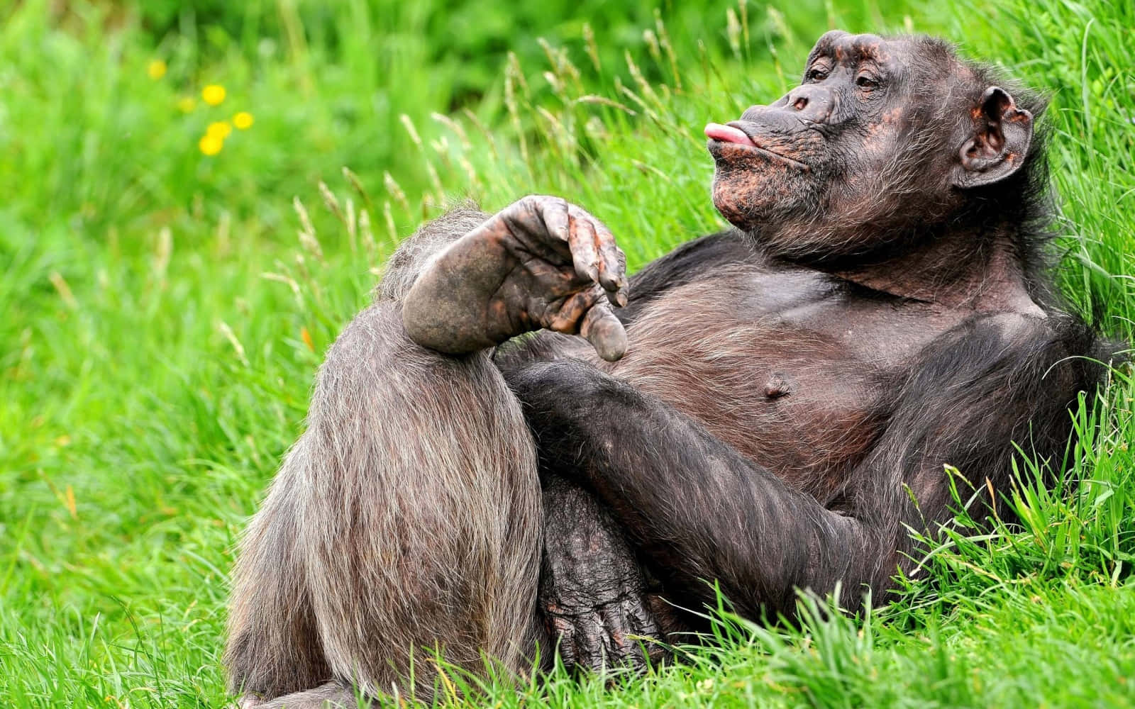 Funny Gorilla Tongue Out Pictures