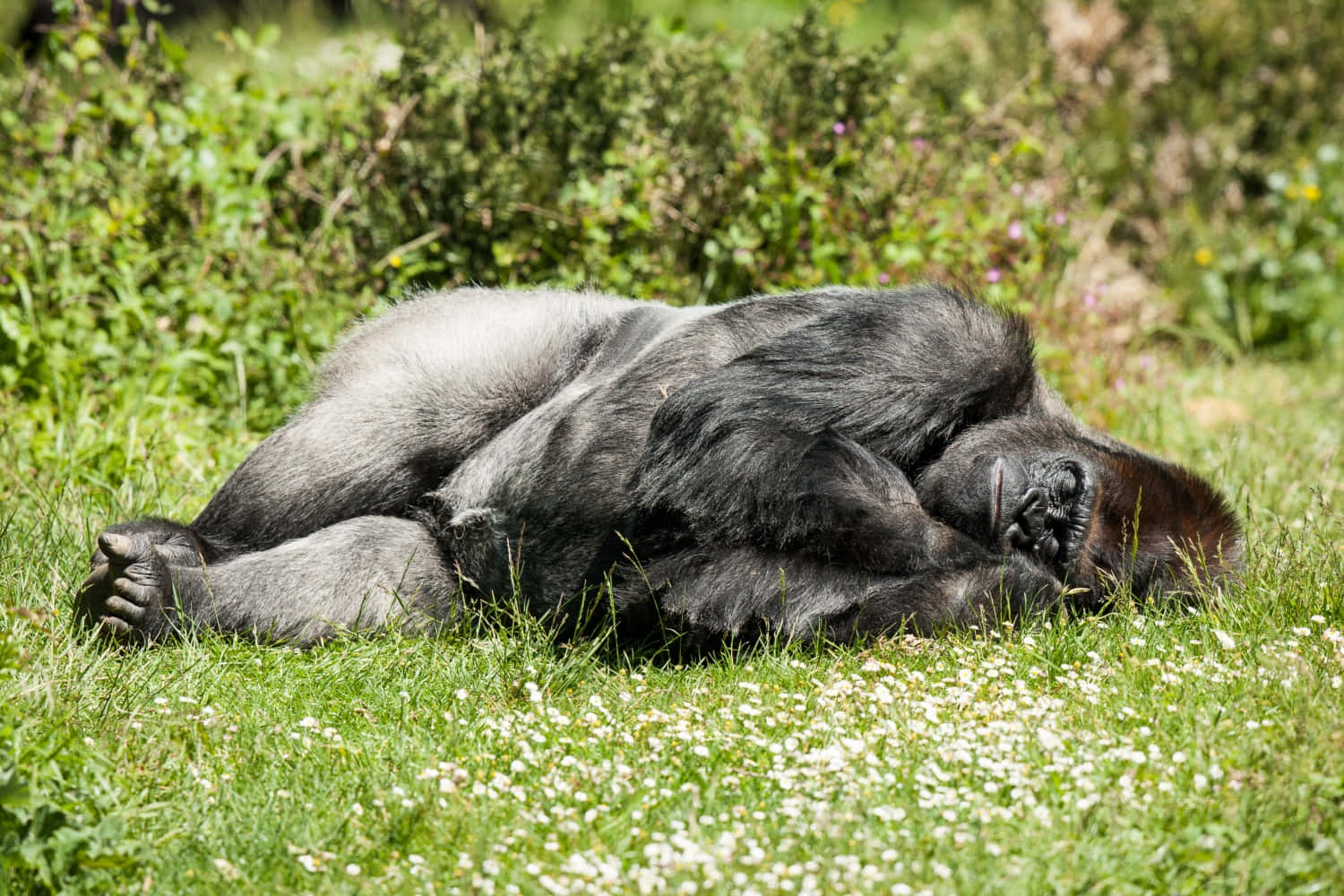 Funny Gorilla Lying On The Ground Pictures