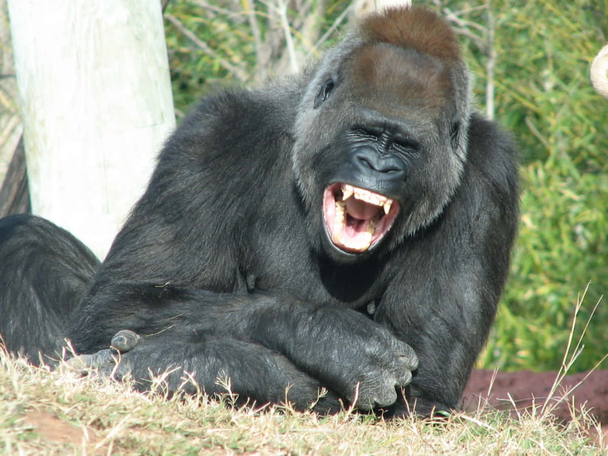 Funny Gorilla Opening Mouth Pictures