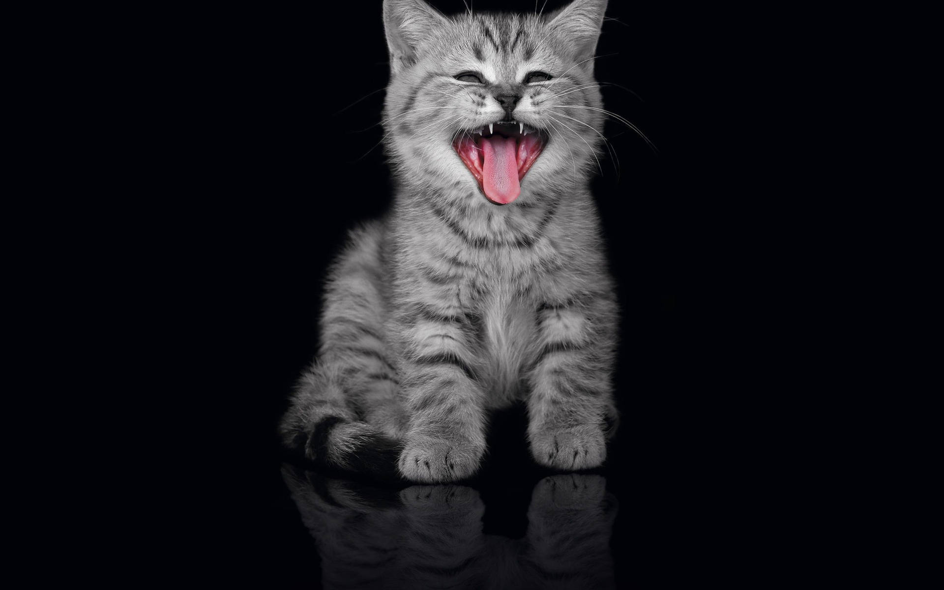Funny Grey Cool Cat Wallpaper