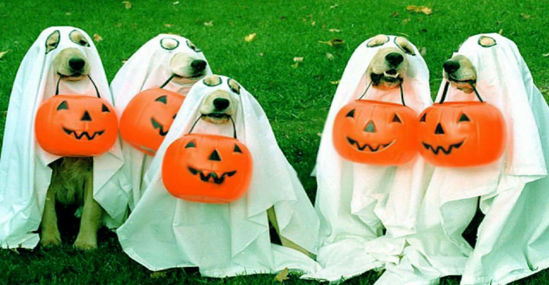Divertidasimágenes De Perros En Una Fiesta De Halloween