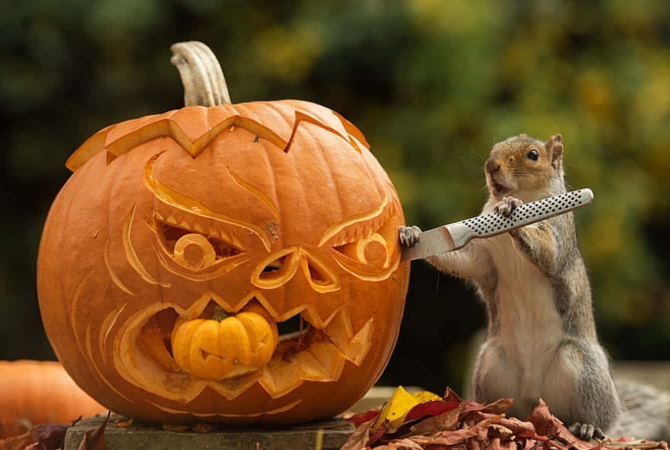 Funny Squirrel Carving Halloween Pumpkin Pictures